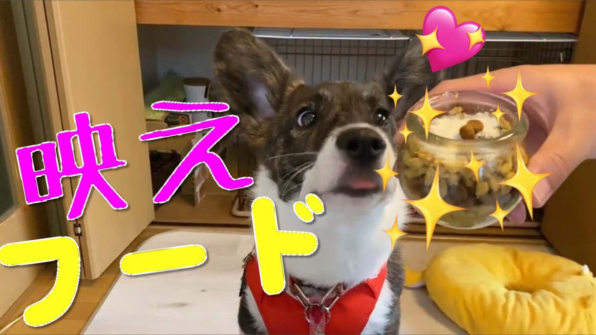 5分程のペットのYouTube動画の作成致します あなたの自慢のペットを世界中にシェアしてみませんか？ イメージ2