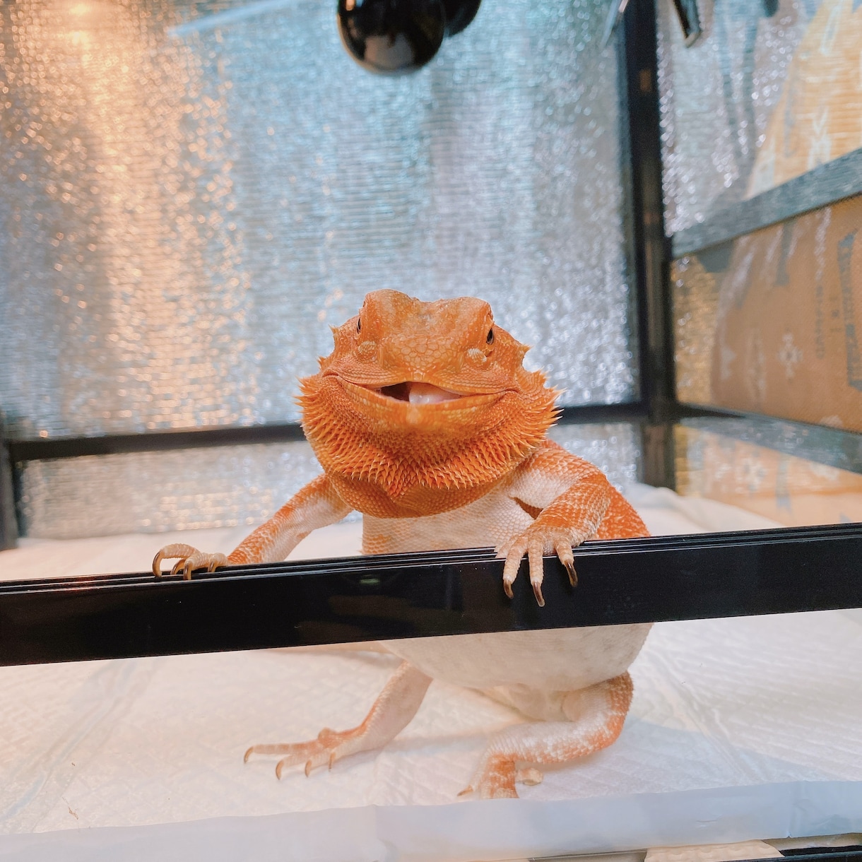 爬虫類のこと何でも相談に乗ります 初心者歓迎！トカゲやヘビまで幅広く対応。 イメージ4