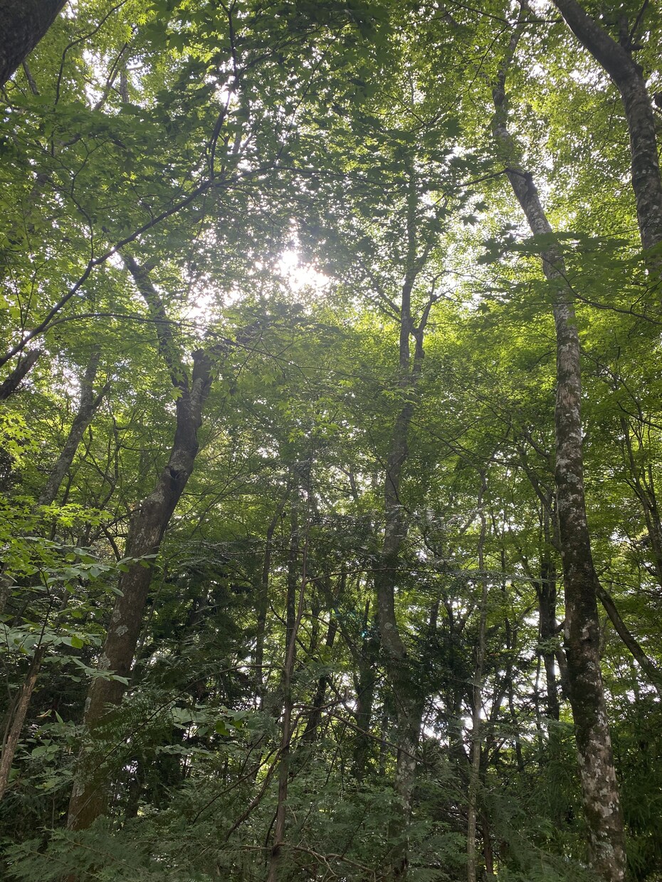 手相からあなたの運勢を読み取ります 本質や秘めたパワーを活かしてさらに自分らしく開花しましょう イメージ6