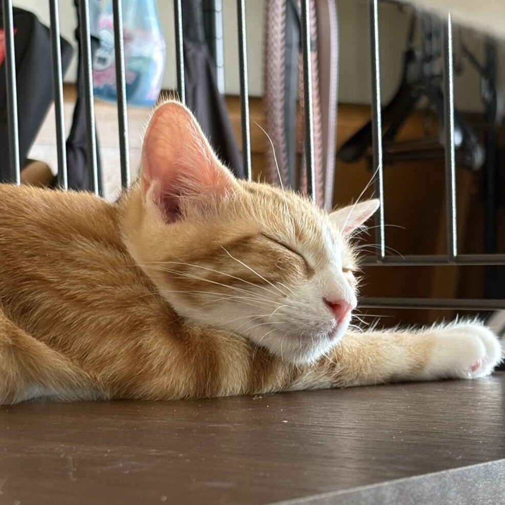 あなたの悩みや愚痴、1分から話を聞きます 犬や猫の話大歓迎！誰かに聞いて欲しい話、ぜひお話しください！ イメージ1