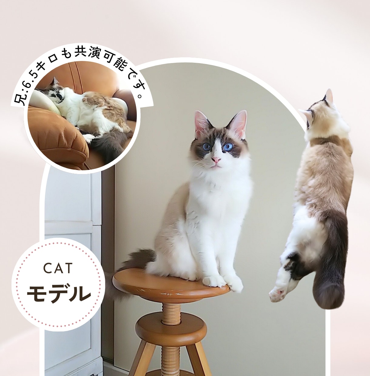 猫モデルとペット商品撮影&広告動画制作いたします ˗ˋˏ商品・サービスの魅力を伝える飽きさせない動画制作ˎˊ˗ イメージ2