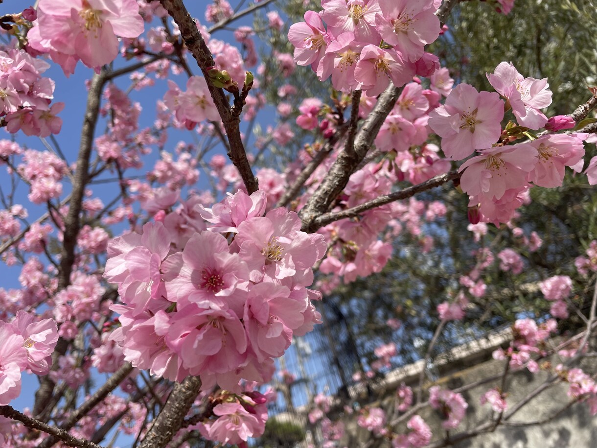 春の写真素材提供します 主に春を感じられる花々の写真を提供します イメージ8