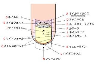 ネイル検定の合格のコツをお伝えします 次の試験に向けて取り組みましょう イメージ3