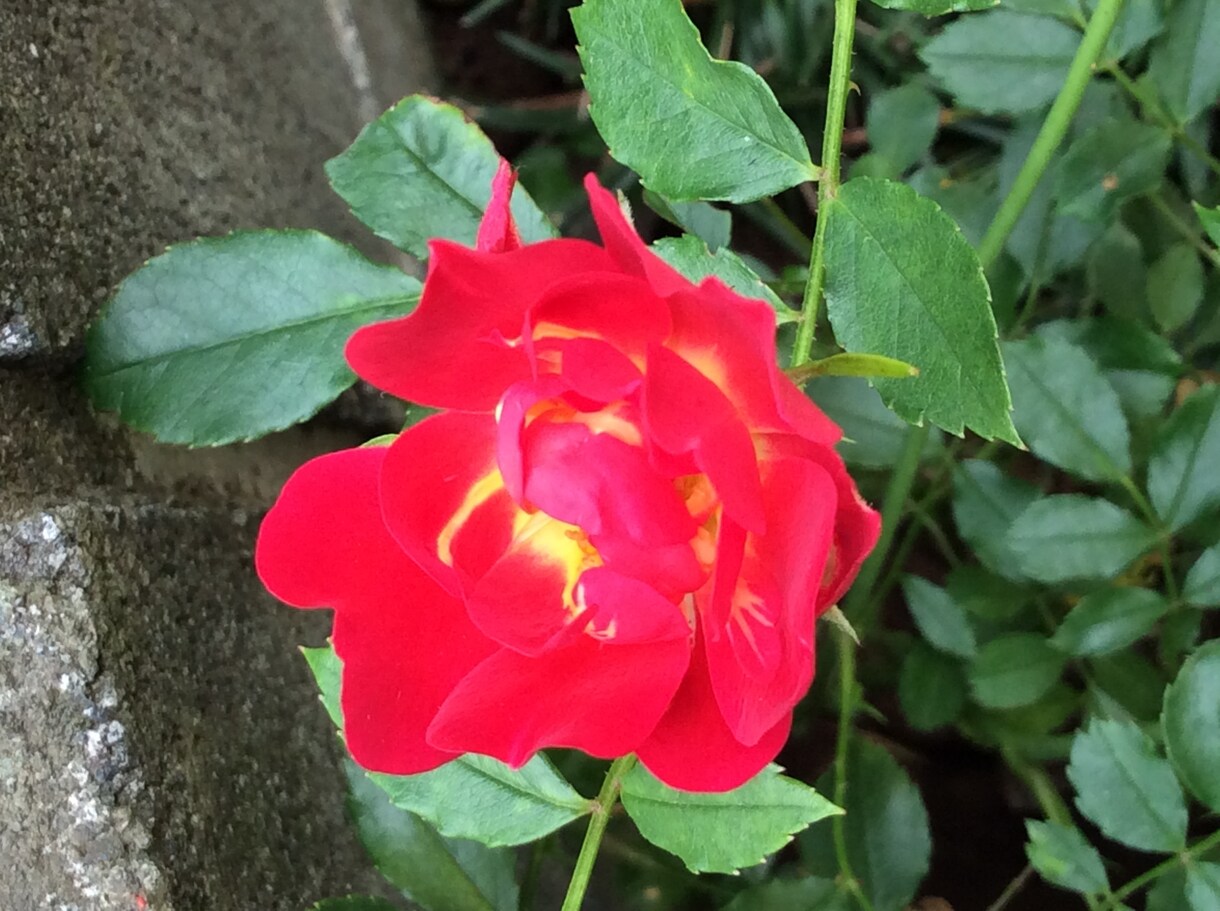 あなたに寄り添って、聞きます ただただ聞きます。包み込みます。 イメージ6