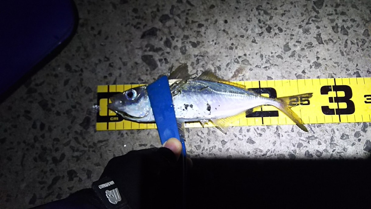 海釣りで魚を釣りたい初心者の方へコツ教えます ファミリーフィッシングでお子さんに魚を釣らせたい方なども イメージ8