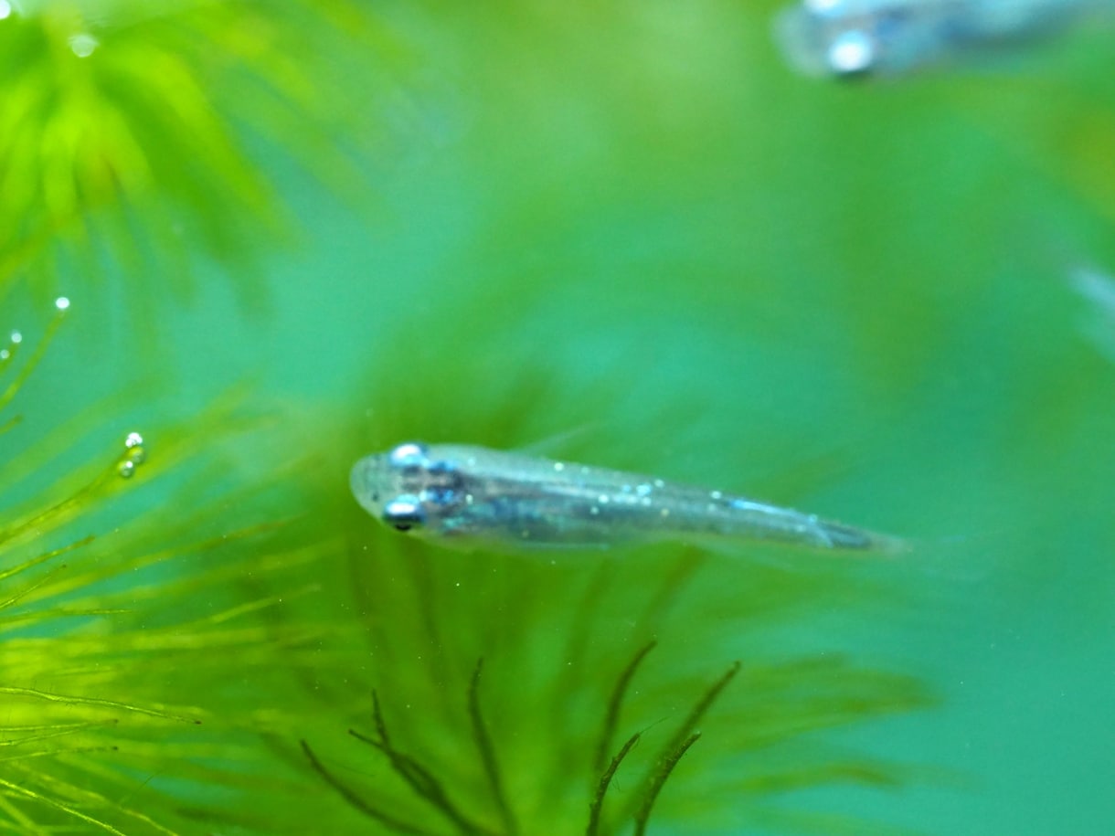 メダカを飼ってる方に。産卵、稚魚の疑問に答えます 今年だけで200匹のミユキの稚魚を大きくしました！ イメージ2