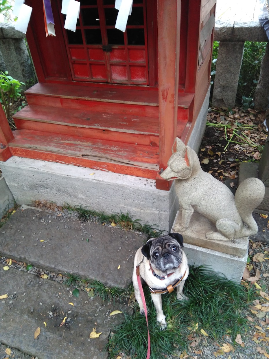犬、パグの飼い方、ペットのアドバイスします これからパグや鼻ぺちゃ犬などとの生活をご検討の方 イメージ1