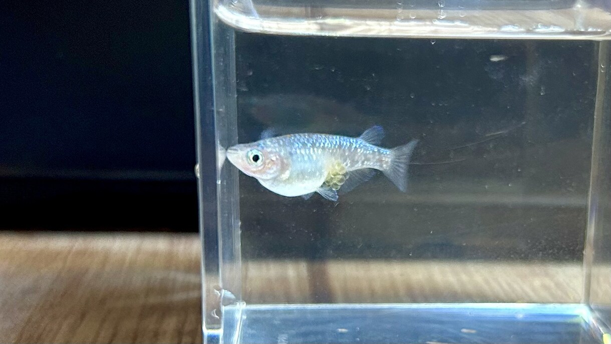 メダカの飼育をサポートします "メダカを上手く飼育できない"を解決します イメージ1