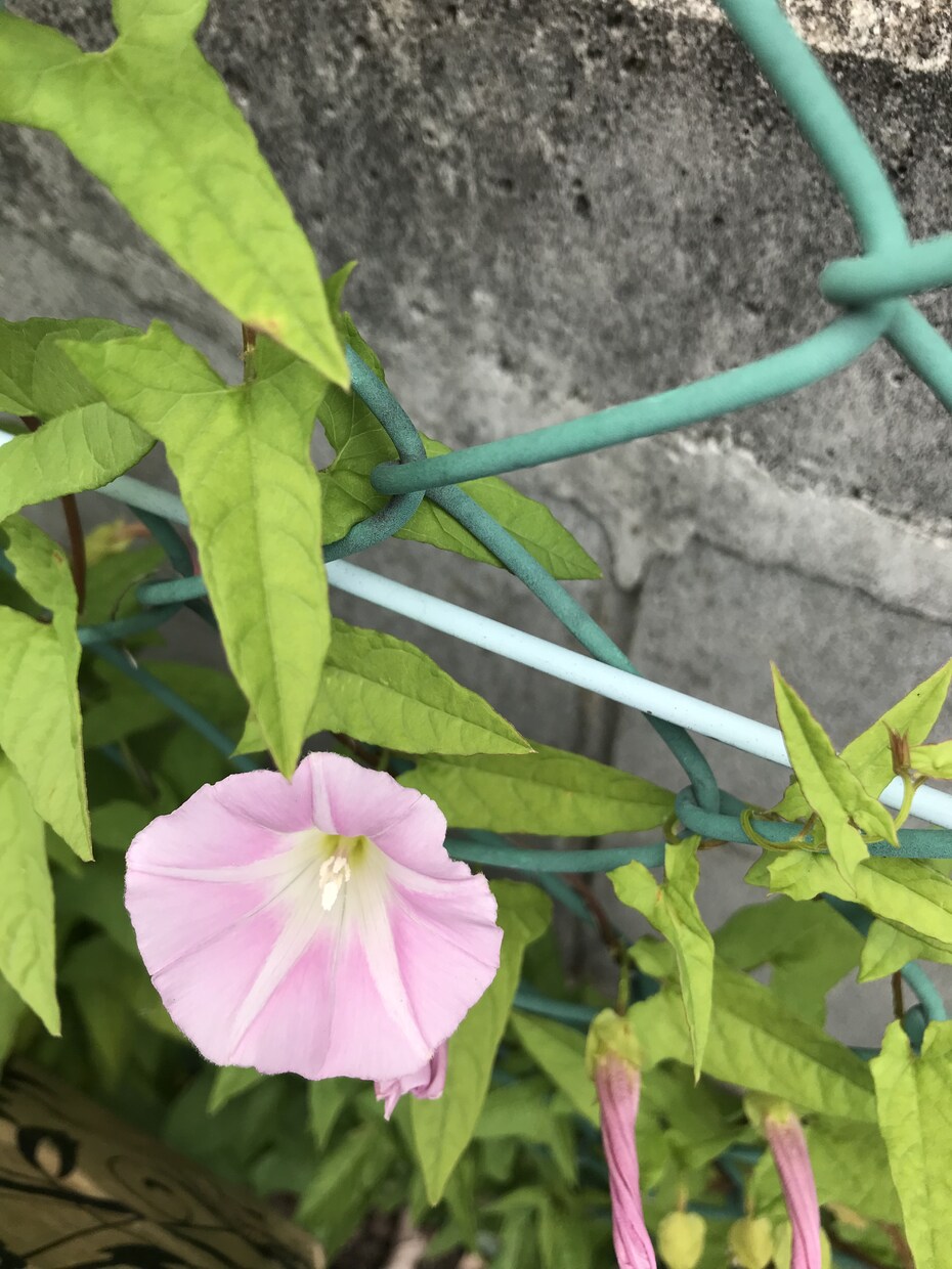 あなたの人間愛で周りの環境が変わります 今あなたに注がれてる光をご自身が感じられます イメージ3