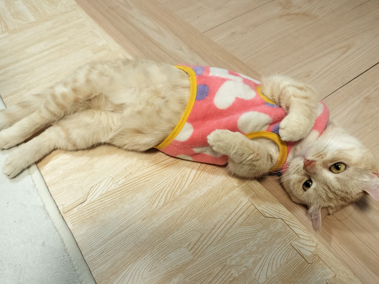 犬　猫　ハムスター鳥ペットの気持ち霊感霊視で視ます 家のワンちゃん猫ちゃんの父親だからこそ愛を込めて占います イメージ3
