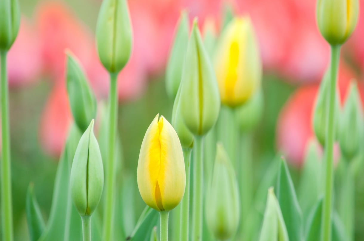 ビジネスタロットをします ビジネスタロットで人生の花を咲かせましょう！ イメージ1