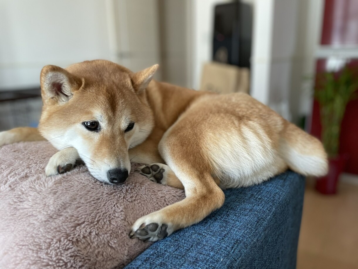 photoshopにて画像加工いたします せっかく綺麗に取れた写真のちょっとした加工承ります。 イメージ4
