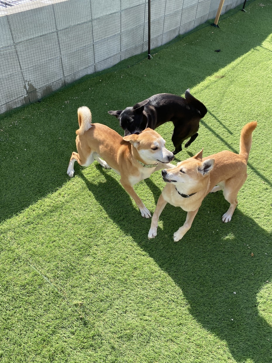 犬と一緒に楽しく暮らす工夫、アイデアをご提案します 掃除も世話も簡単にする工夫を図面やパースで作成します イメージ9