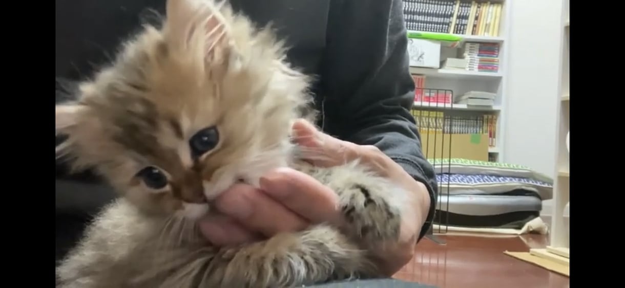 ネコのお話ししませんか？猫トークで盛り上げます 愛ネコYouTuber！猫たちの成長記録や難病克服日記配信 イメージ8