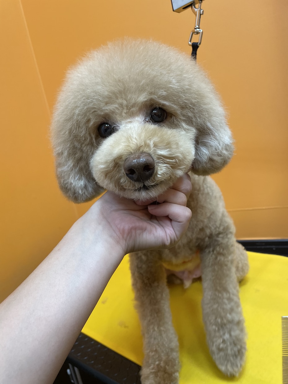 わんちゃんのお手入れを現役トリマーがお教えします お家でお手入れされる方にコツや抑え方などお教えします。 イメージ2
