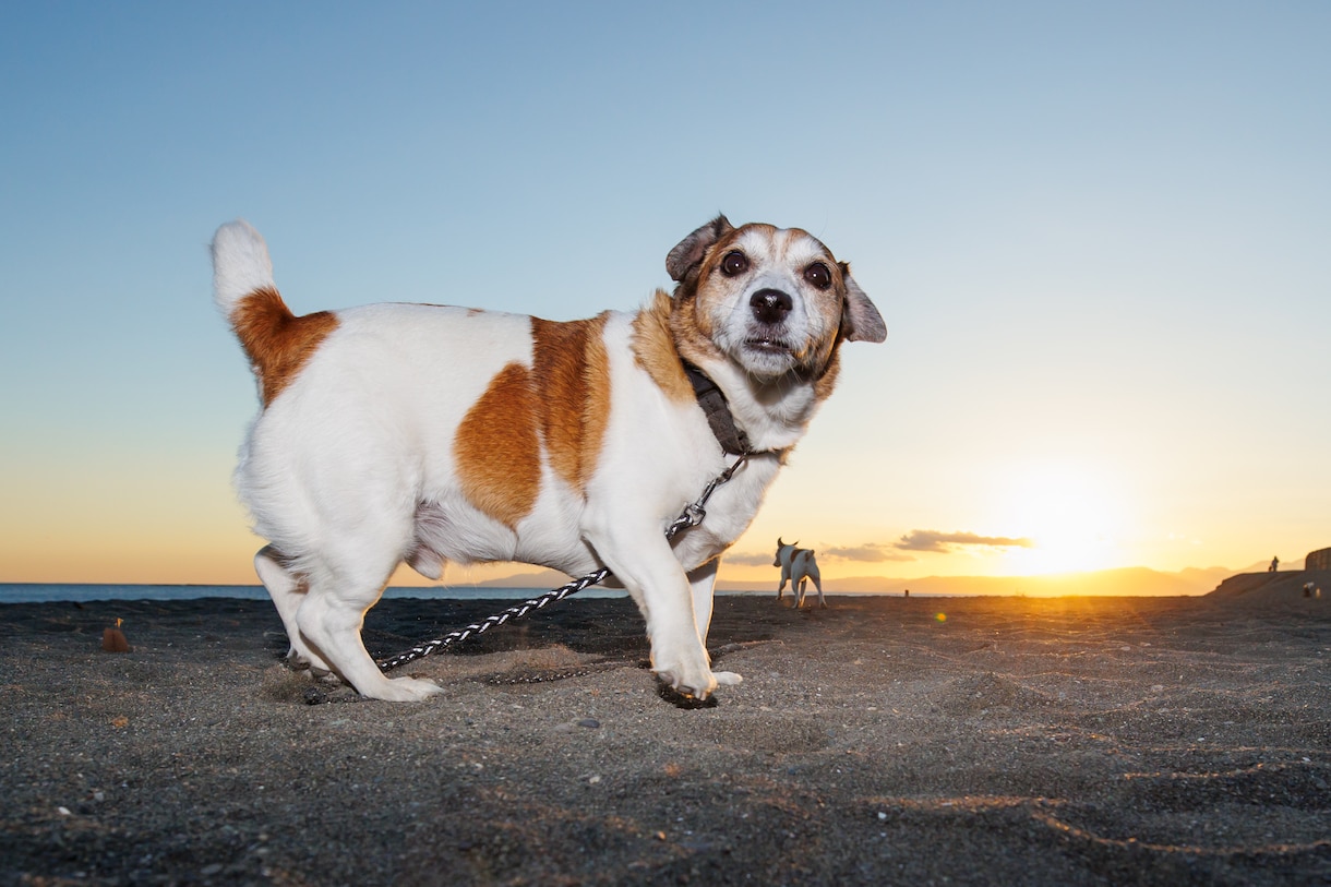 生き生きとしたペットの写真を撮影します 動きのあるペットの写真を残しませんか！ イメージ7