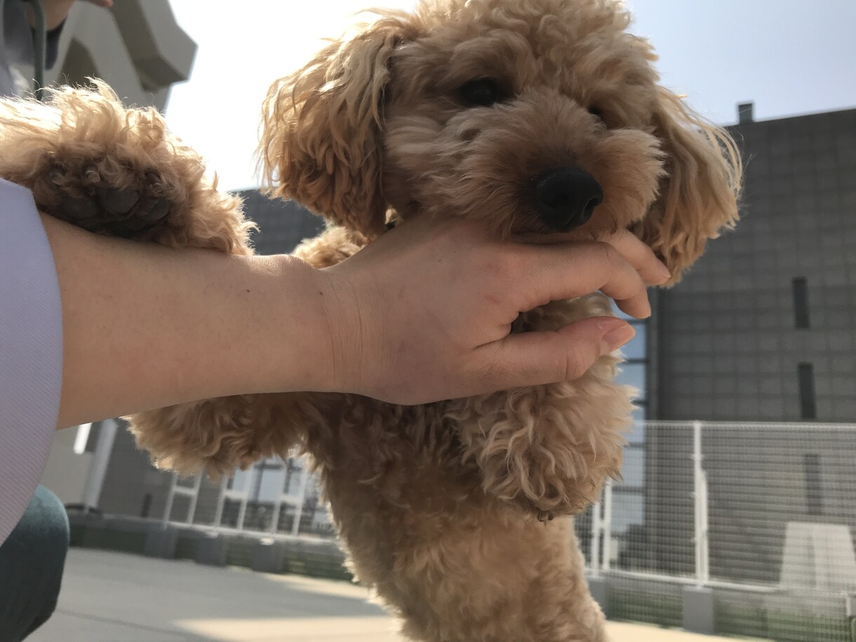 ペットのご相談承ります 現役動物看護師が体験や動物行動学、看護学に基づいてアドバイス イメージ1