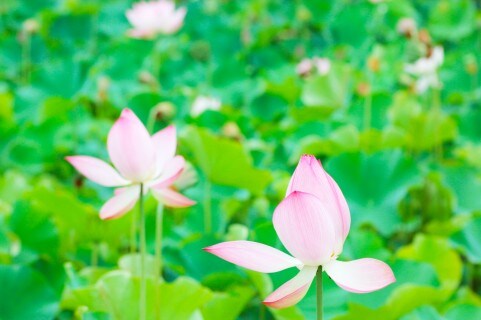 怒り　悲しみ　不安の処方箋　～西洋占星術　数秘術　タロット～ イメージ1