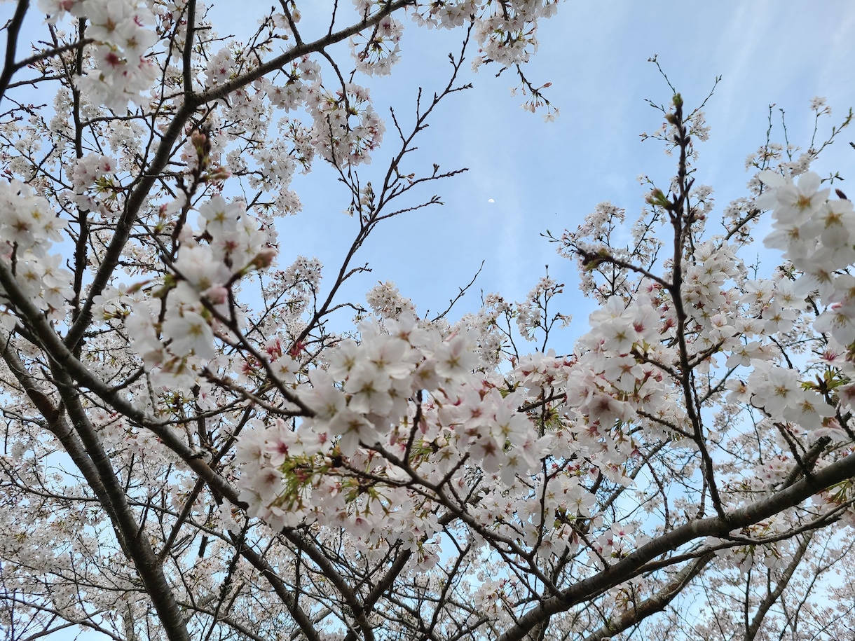 日本の神様系のヒーリングをアチューメントします 日本の神様エンパワメント⭐木花咲耶姫様の桜花ヒーリング⭐ イメージ3