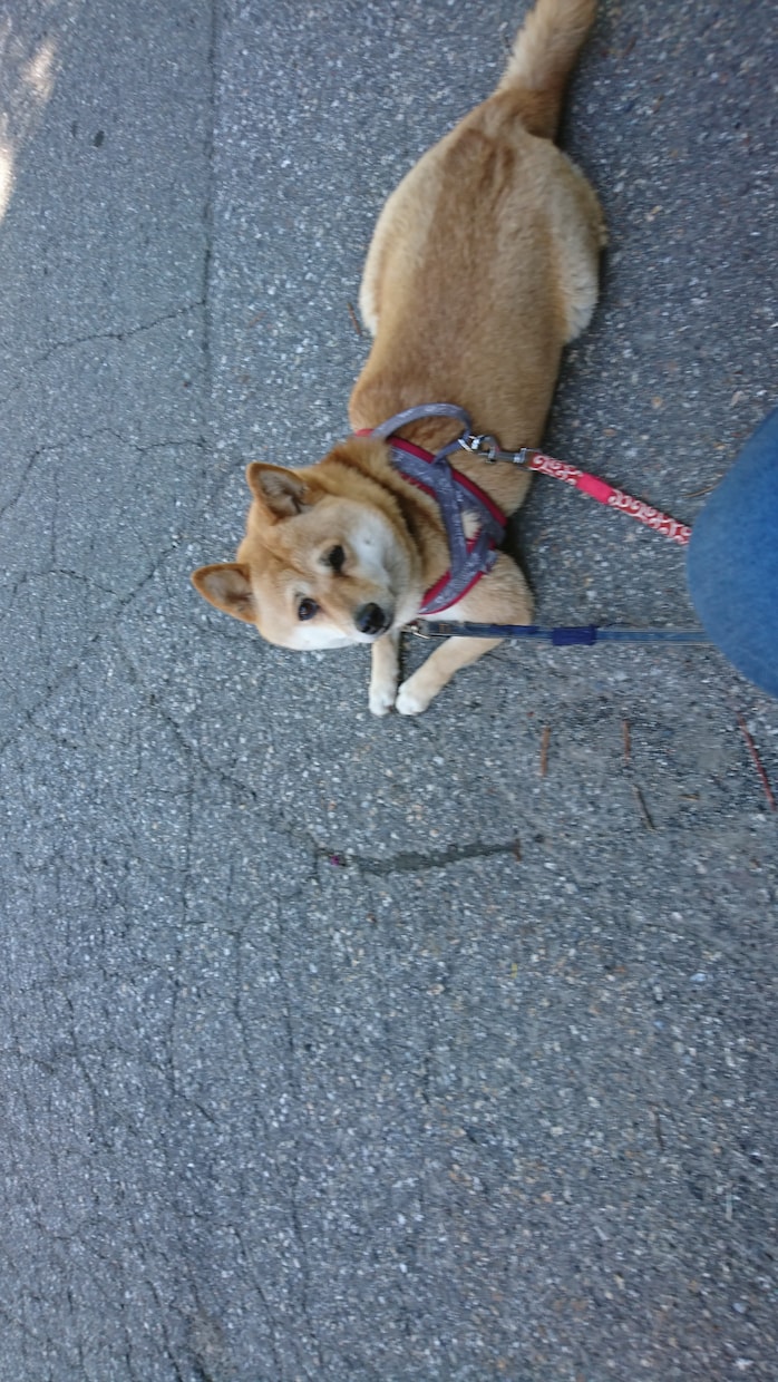 愛犬の噛み癖・落ち着き本格調整します 占術フル＋音で心と波動を徹底調整 イメージ1