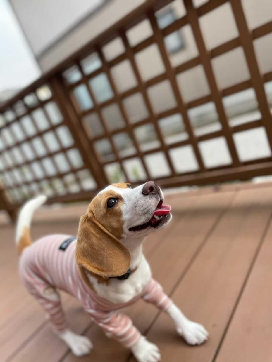 愛犬といつも一緒♪フレンチ風にイラスト作成します それぞれベストショットを組み合わせて可愛く描きます！ イメージ2