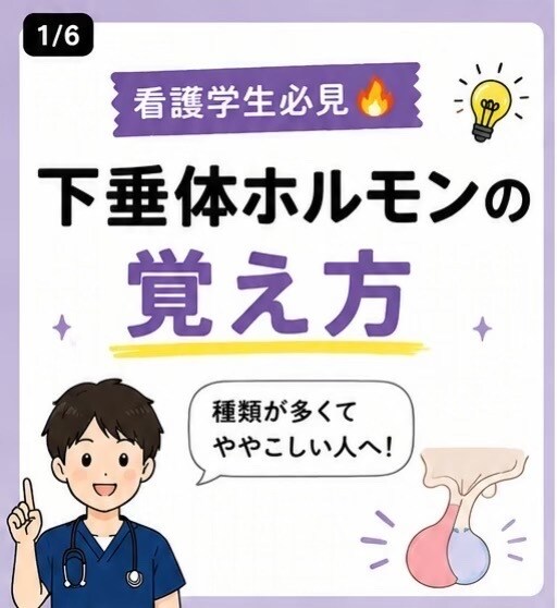 看護学生向けホルモンを覚えられる資料を作成します 解剖生理が苦手な方へ！分泌部位や作用、覚え方をまとめます イメージ1