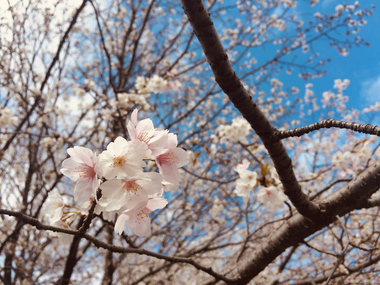 あなたの恋の悩みお聞きします 一人で悩まないでお話ししてみませんか？ イメージ1