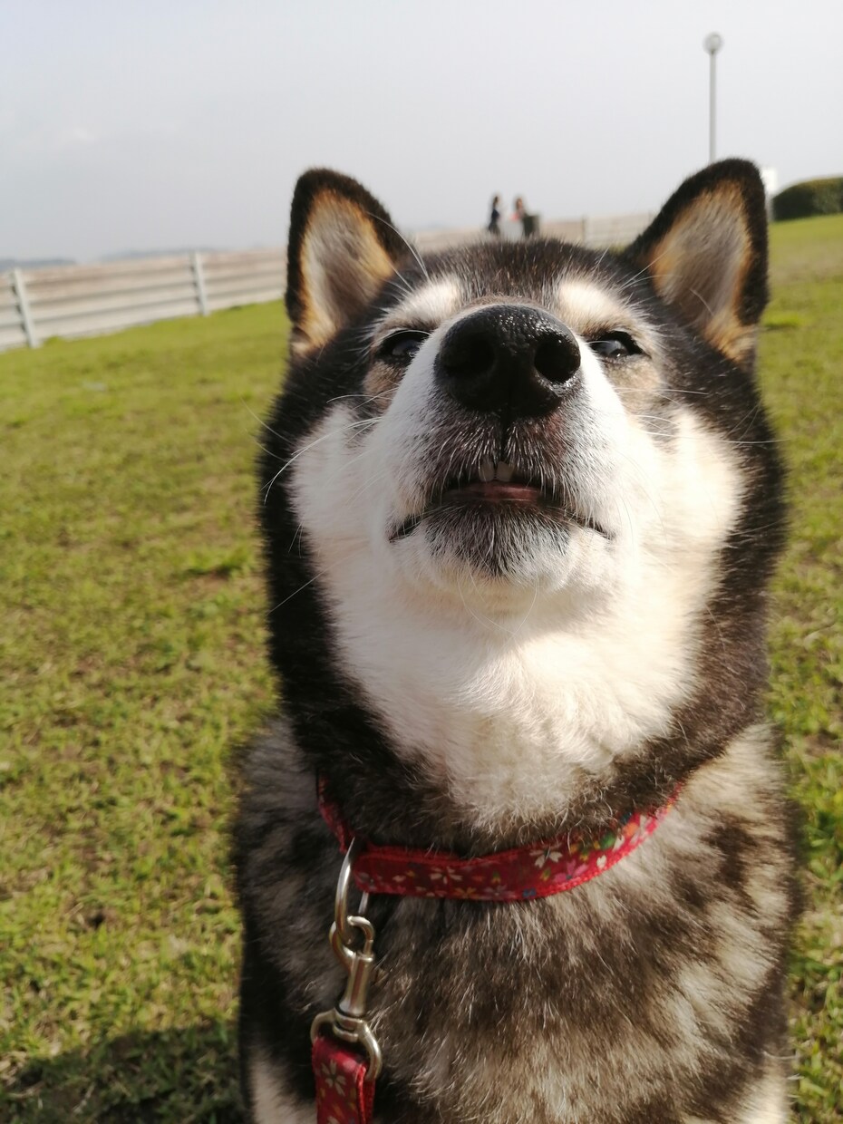 犬猫介護の相談乗ります 高齢犬、猫の介護の悩みありませんか？ イメージ1