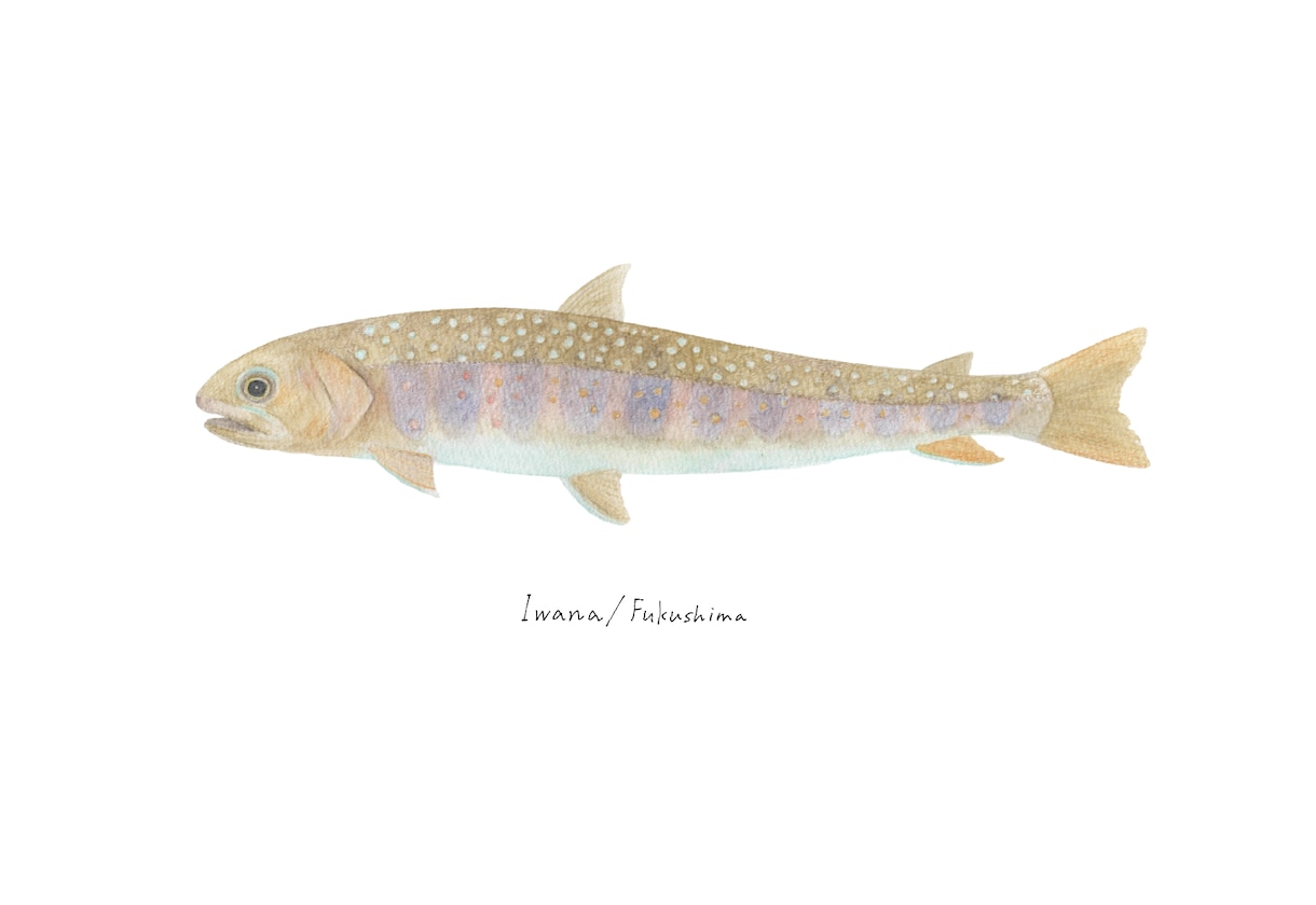 釣った渓流魚を透明感のある水彩で描きます 川ごとに違う色と模様を、水に溶ける色鉛筆で一枚に イメージ3