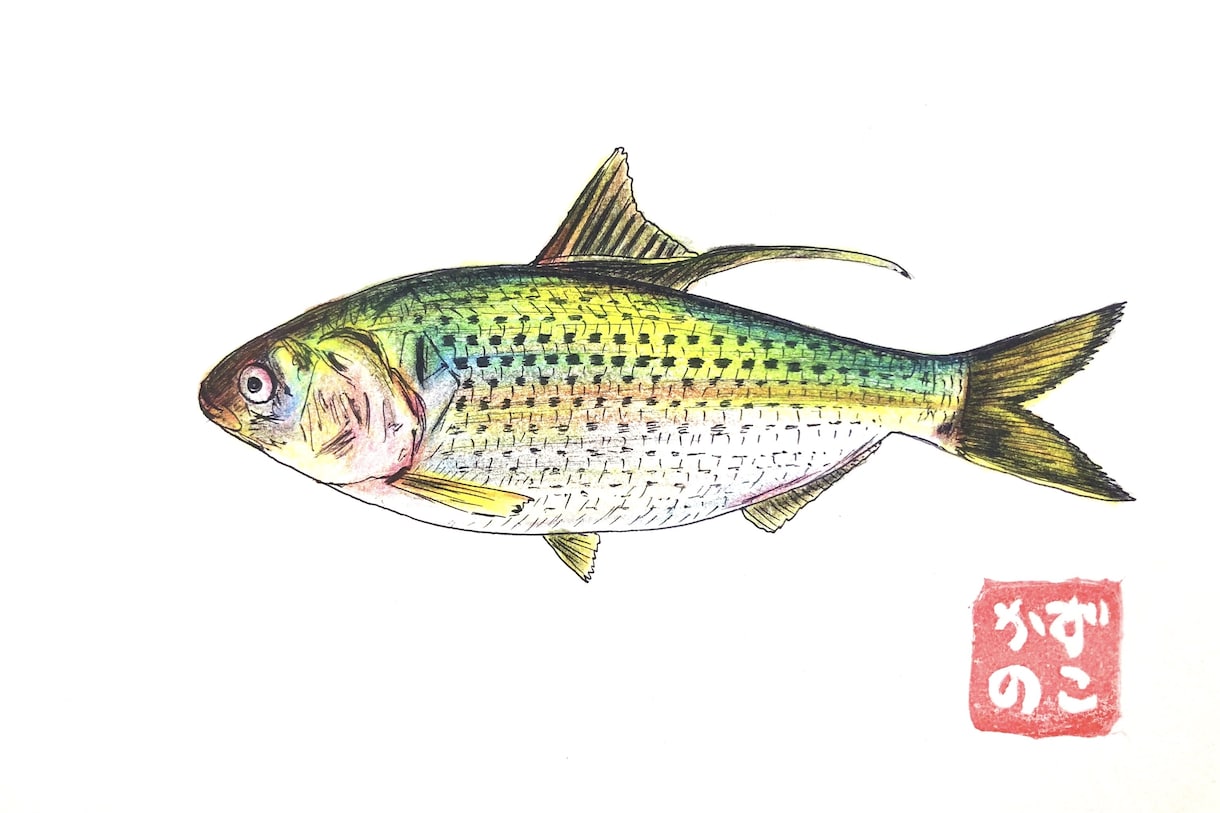 お魚のイラスト描きます どんな魚種もご相談ください！ポストカード販売もしています。 イメージ2
