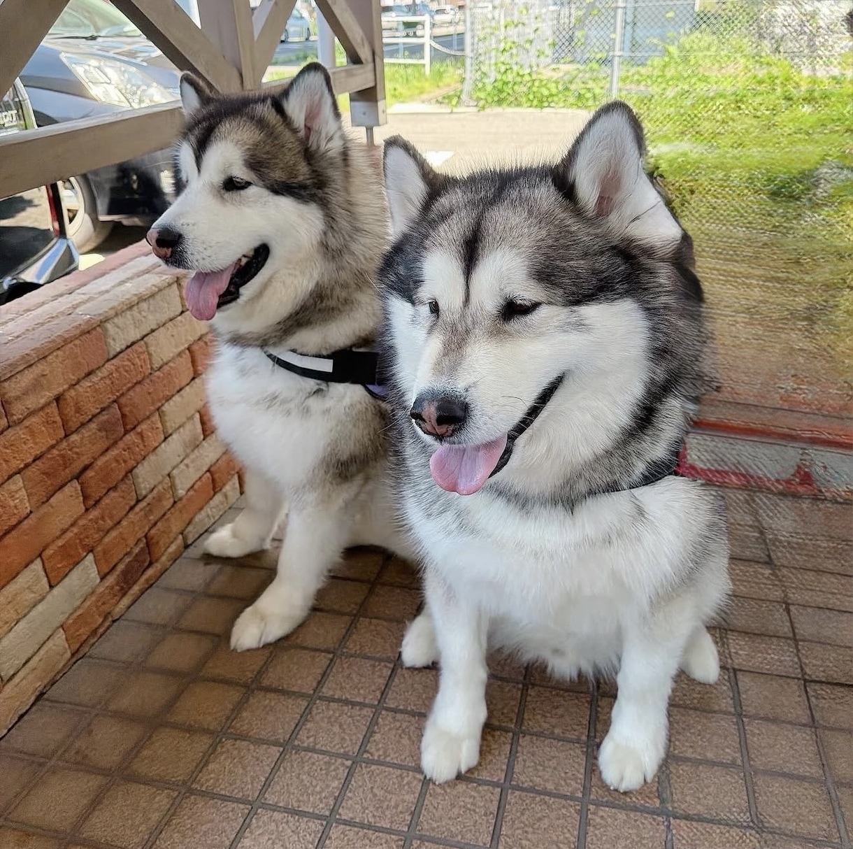 大型犬と猫の飼い主。飼い方やお手入れ相談乗ります アラスカンマラミュートのしおむすび♡愛犬愛猫のお悩み相談室 イメージ5
