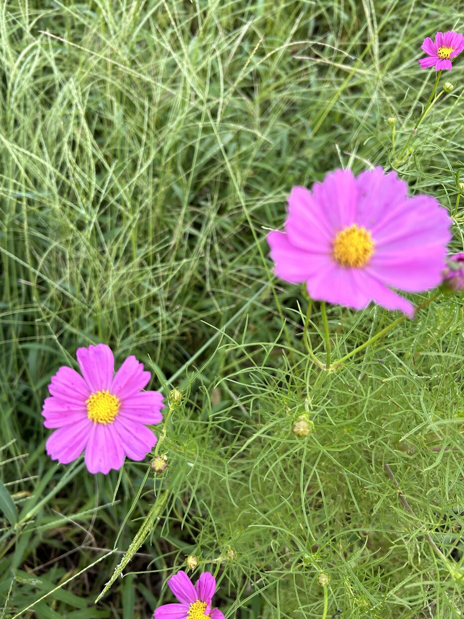 女性の日常のお悩みなど、お話しお聞きします 【お悩み相談】お話聞きます✨より良い人生にしていきたい方へ イメージ6