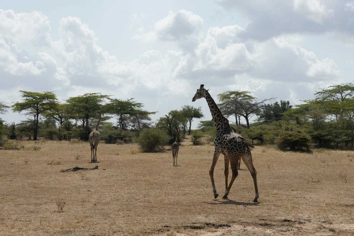 初めてのタンザニア旅の旅行プランの相談をします あなたのタンザニア旅、もっと特別に イメージ3