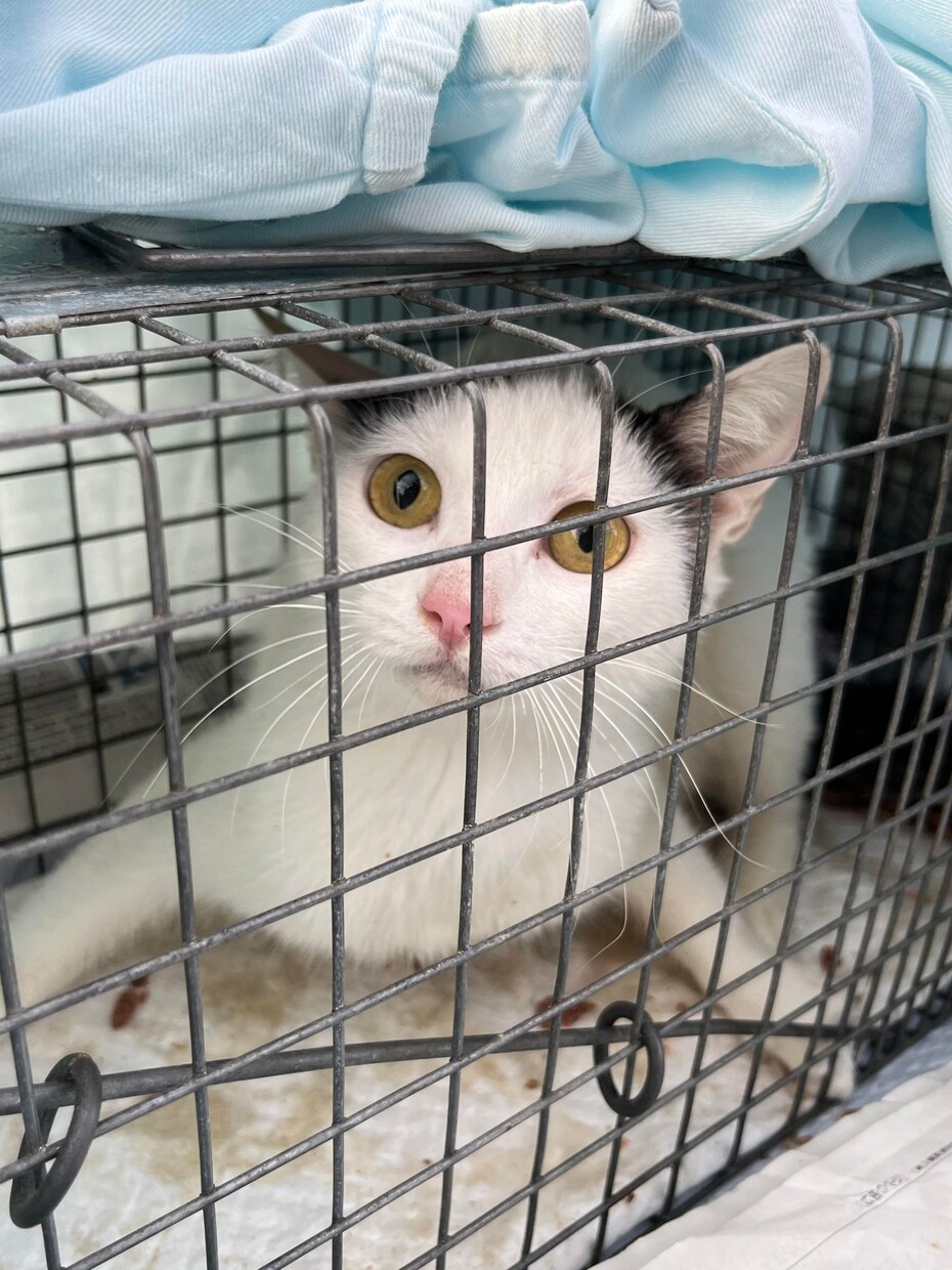 犬猫の悩みごと、何でも相談にのります 保護犬猫ボランティア歴6年。気軽にご相談ください！ イメージ9