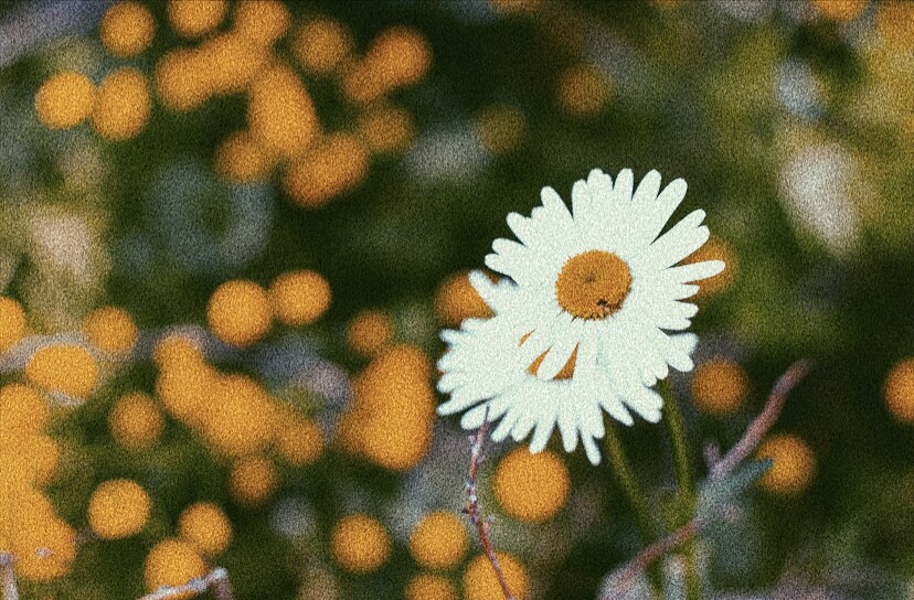 今だけ10枚で1000円！エモい画像を作成します 送って頂いた画像をエモく加工します。なるべく要望に答えます イメージ3