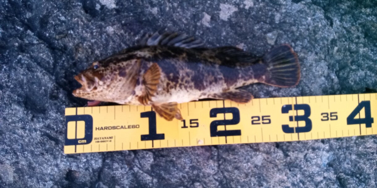 海釣りで魚を釣りたい初心者の方へコツ教えます ファミリーフィッシングでお子さんに魚を釣らせたい方なども イメージ3