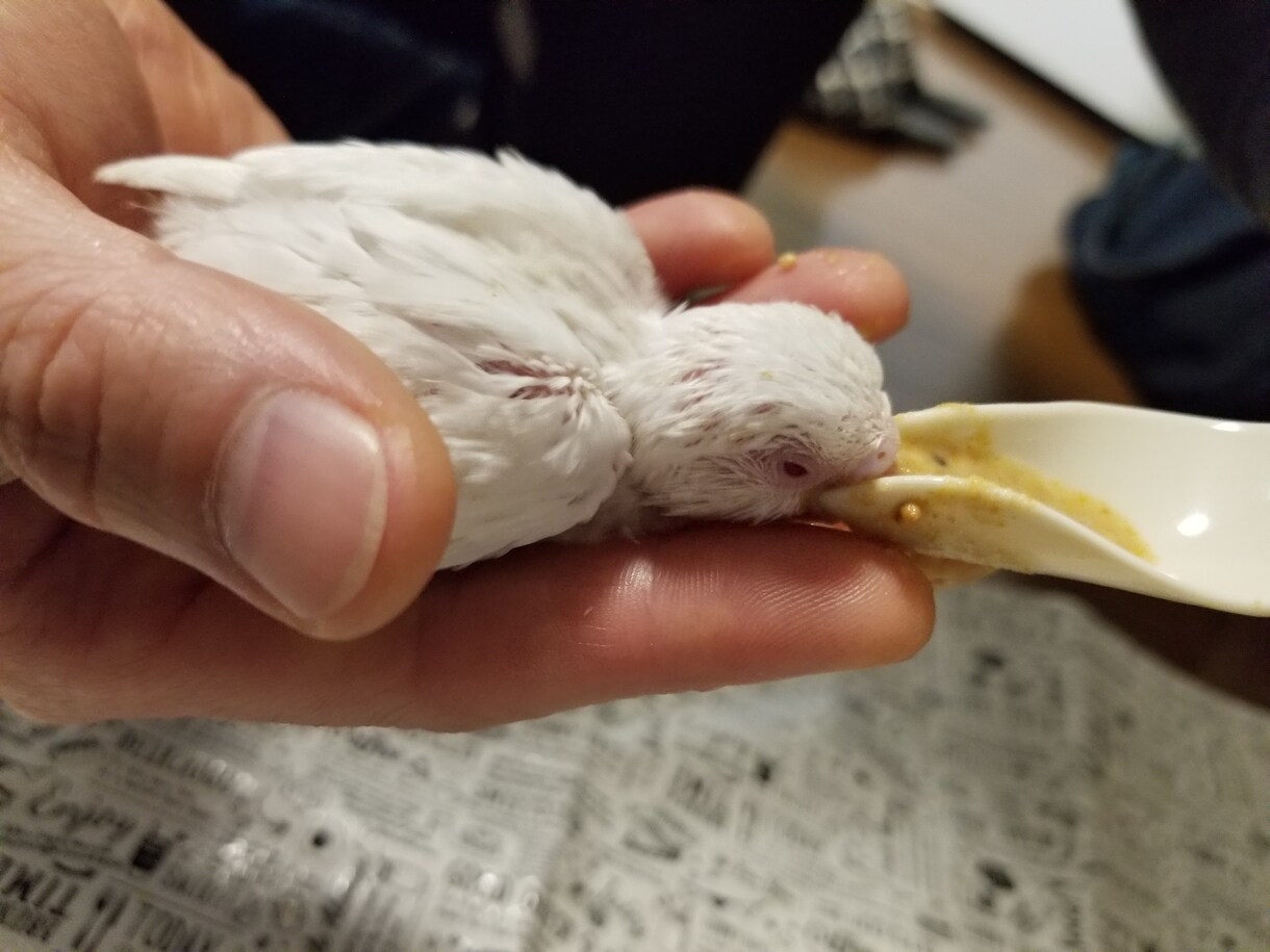 セキセイインコを初めて飼いたい人の相談にのります セキセイインコを１年以内で亡くしている方、初心者の方向け イメージ1