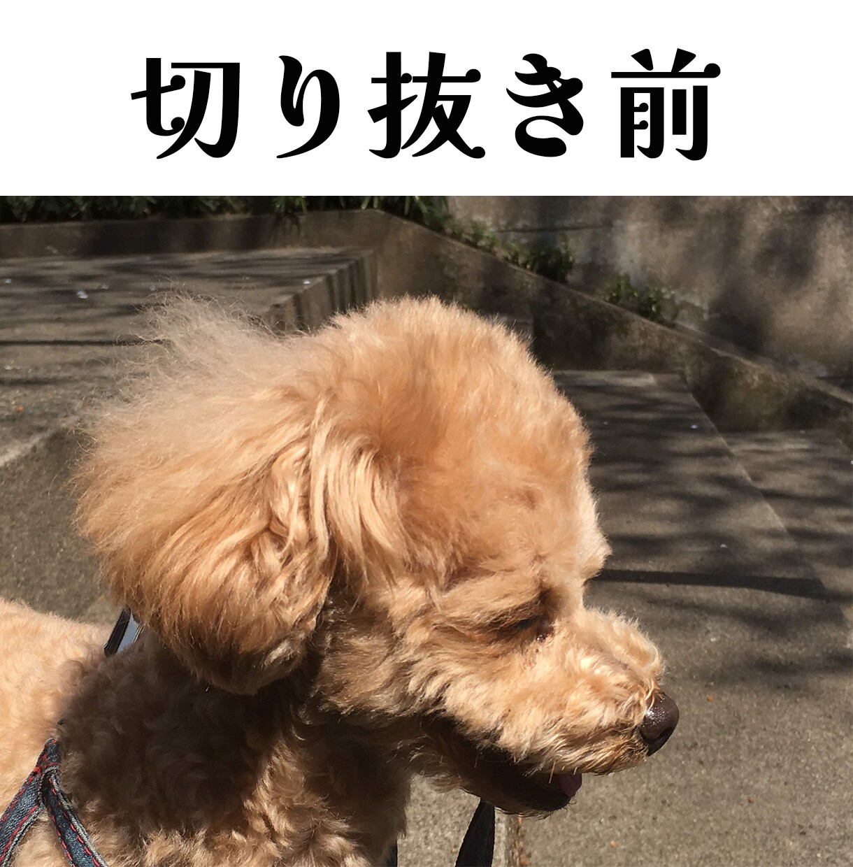 背景透明にします。写真の切り抜き、白抜きします 一枚一枚丁寧な対応を心がけます。 イメージ4