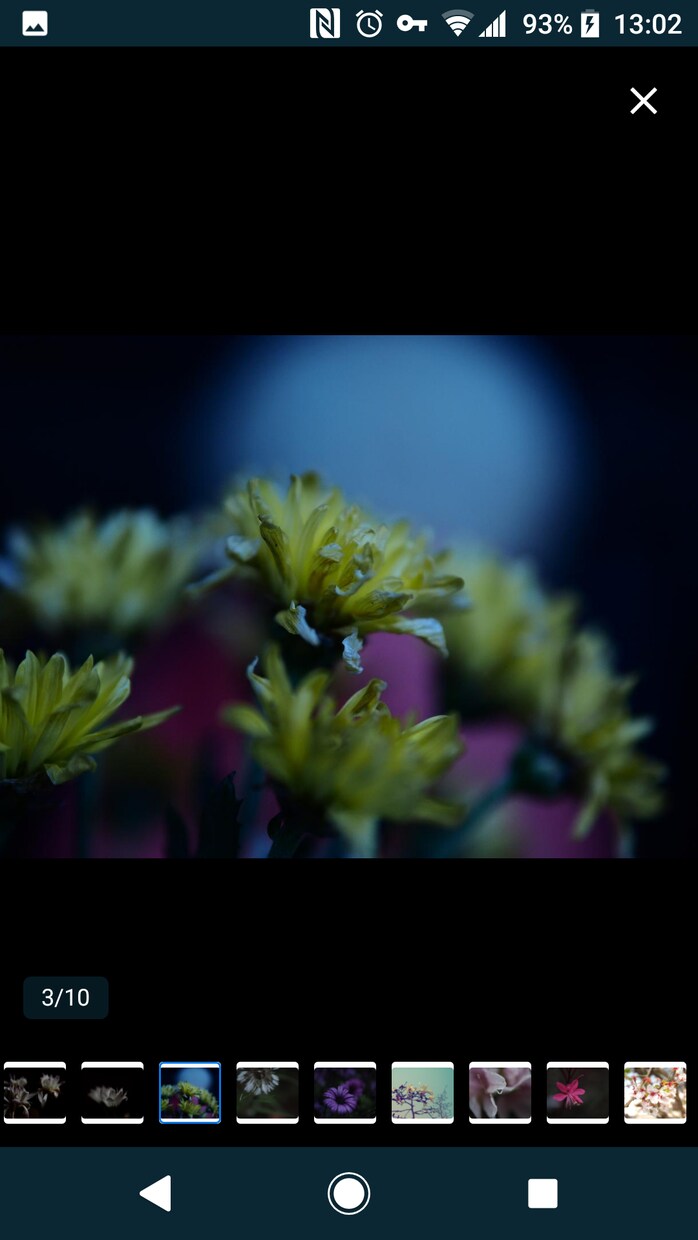 花のおしゃれなオリジナル写真素材を提供します WEBサイト・ロゴ・バナーなどに！4608 x 3456 イメージ4
