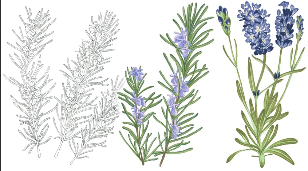 植物・花・ボタニカルのイラストを制作します パッケージや書籍に使える植物や花のイラストならお任せください イメージ1