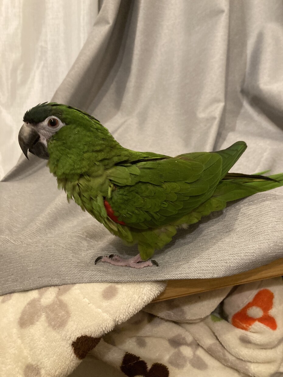 鳥を飼おうか迷っている方の相談に乗ります インコ、オウムを飼う前の不安にお答えします。 イメージ3