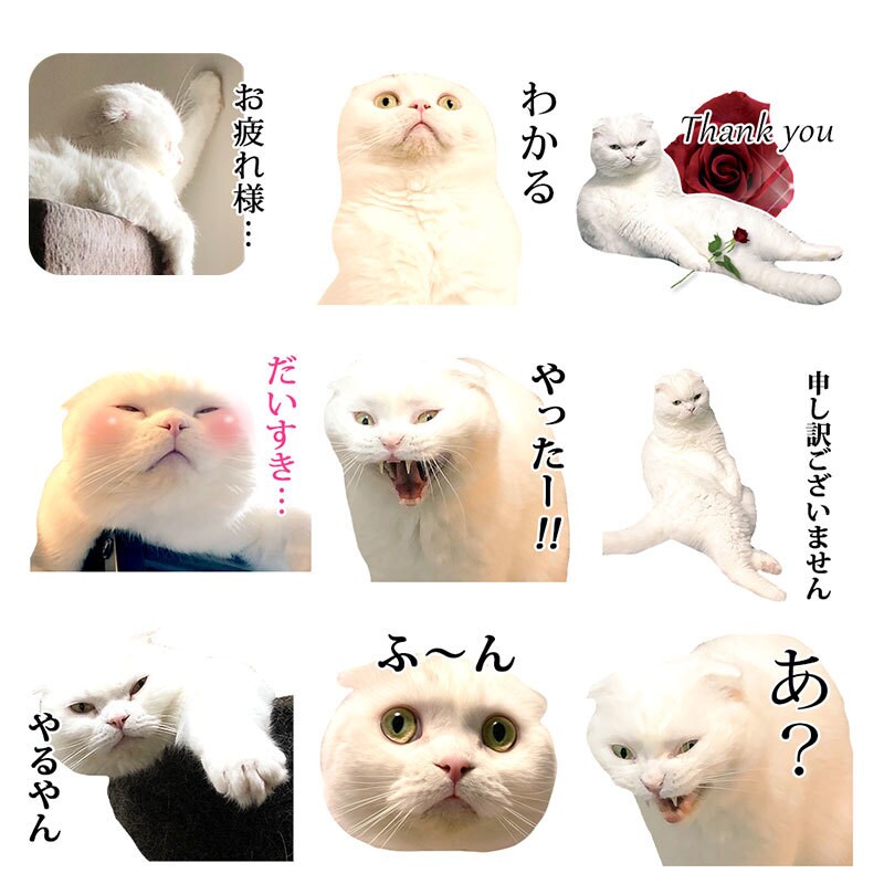 ペット、お子様のお写真でLINEスタンプ作ります 可愛くシュールに！アレンジしてお作りします。 イメージ7