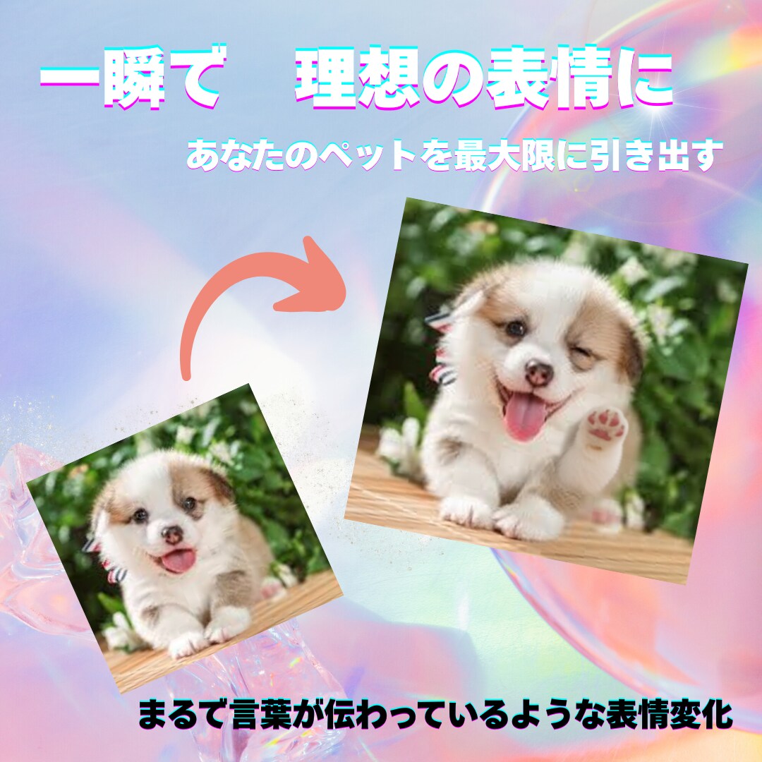 奇跡の一枚にあなたのペットを理想の表情に加工します もう少し笑顔だったら完璧なのに、そんなお悩みはありませんか？ イメージ1