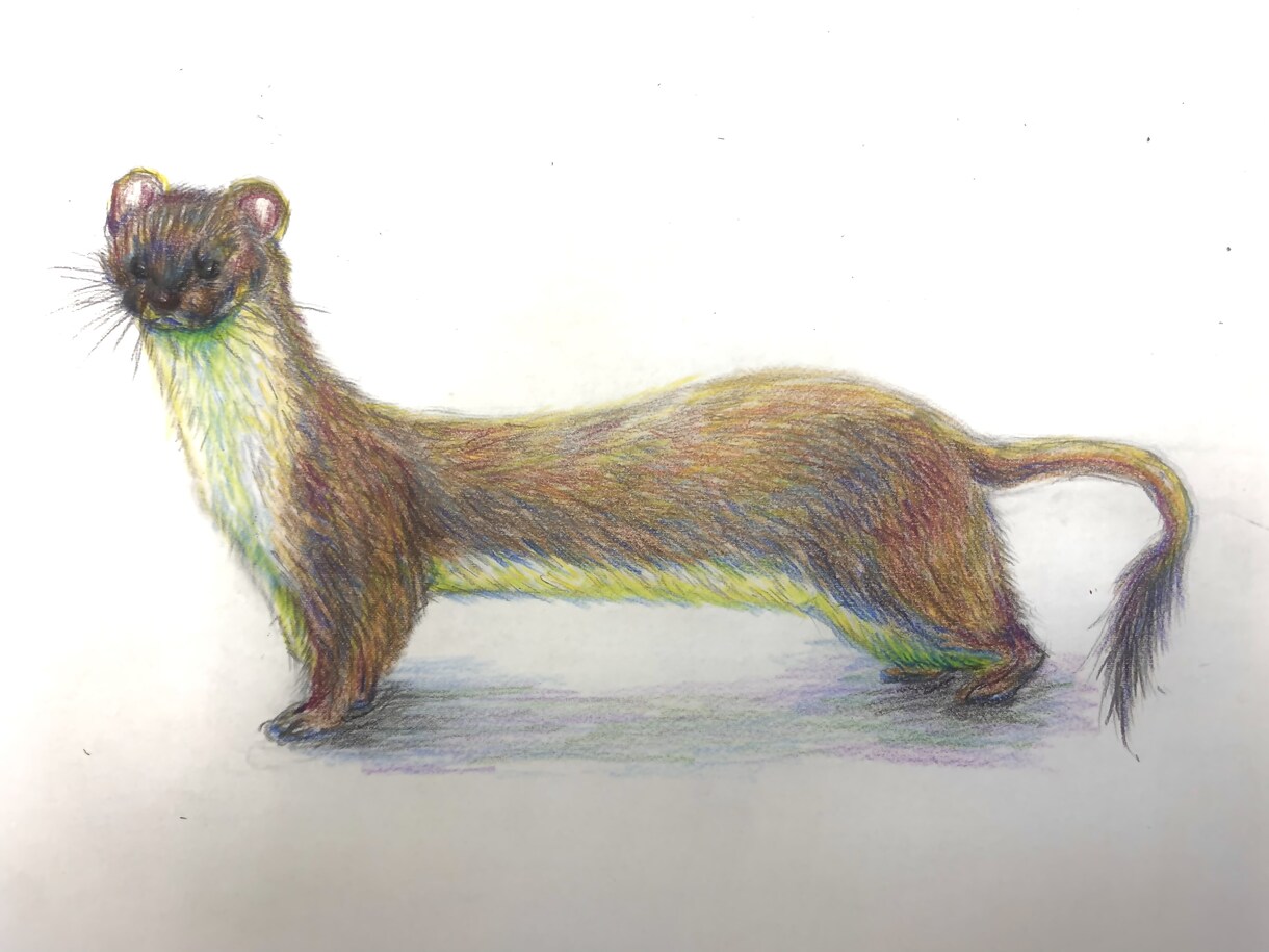 カラフルな動物イラストを制作します 色鉛筆で描く、カラフルで柔らかい雰囲気の動物イラストです。 イメージ3