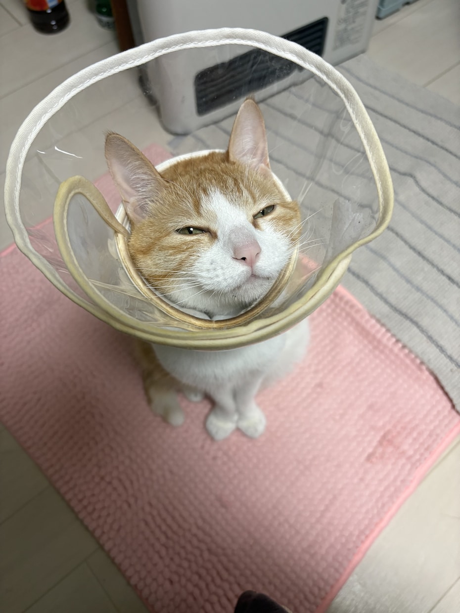 愛玩動物看護師がペットのお悩み解決します イヌネコ(エキゾチック応相談)愛玩動物看護師にお悩み相談 イメージ1