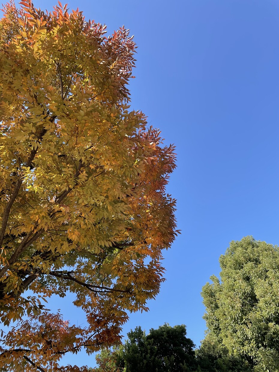秋の風景写真、5枚→10枚提供します 加工、商用利用OK！各種静止画投稿・動画の背景に使えます イメージ9