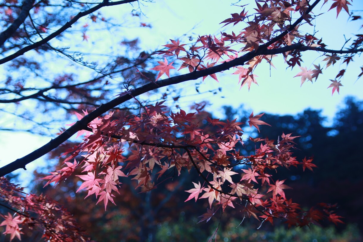 花や風景の写真販売します 癒されたい画像を使いたい方に！ イメージ3