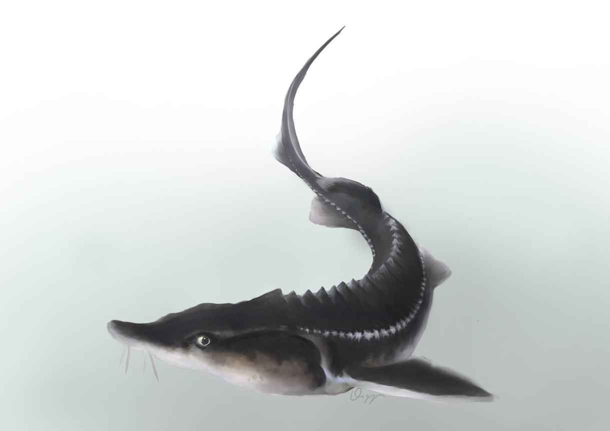 アクアリウム、犬、猫、爬虫類イラスト作成します 魚、犬、猫ほか爬虫類、両生類、虫（奇蟲ok!）、甲殻類など イメージ2