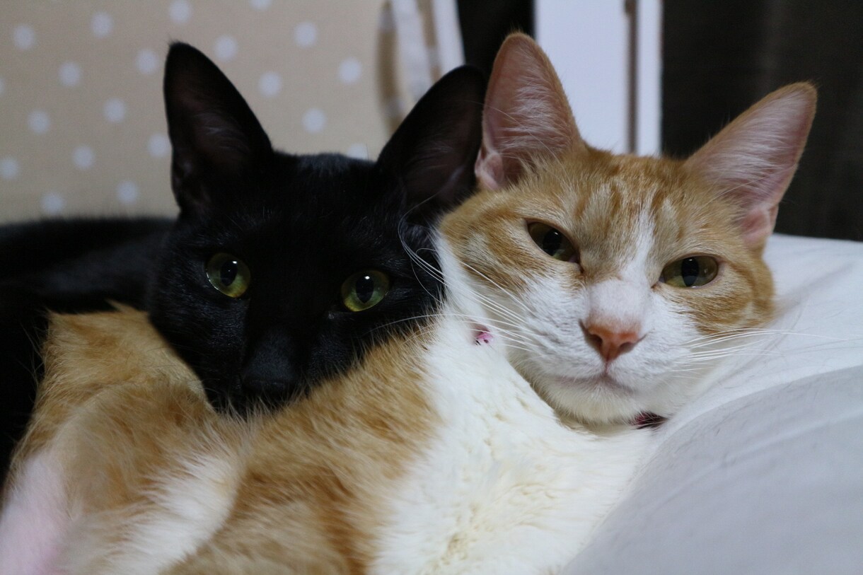 猫プロが撮った写真集あります 猫大好きな猫好き猫ままです！猫の写真提供 イメージ6