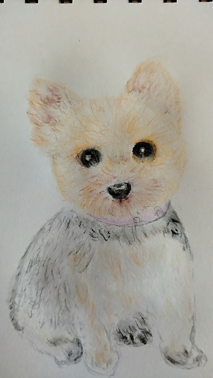 ワンちゃんのイラストを水彩色鉛筆で描きます 一点一点、気持ちを込めて描きます。 イメージ8